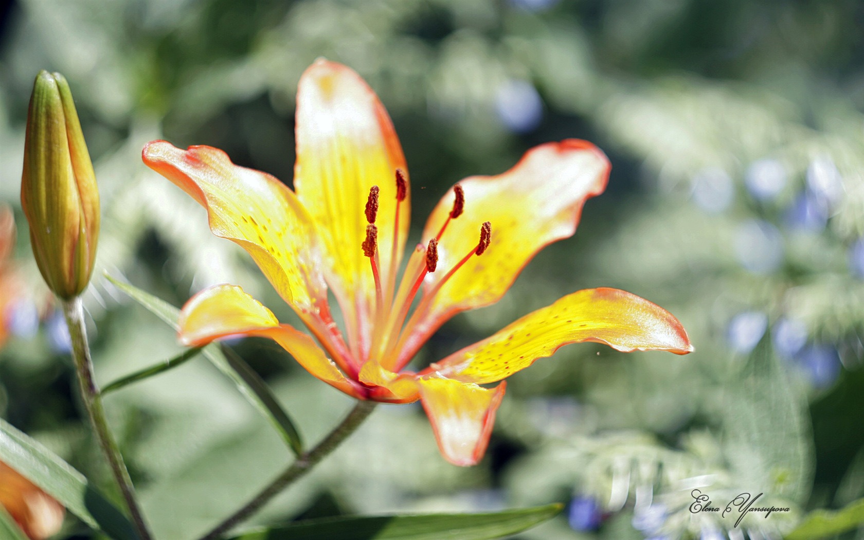 윈도우 8 테마 배경 화면의 HD : 아름다운 꽃 #3 - 1680x1050