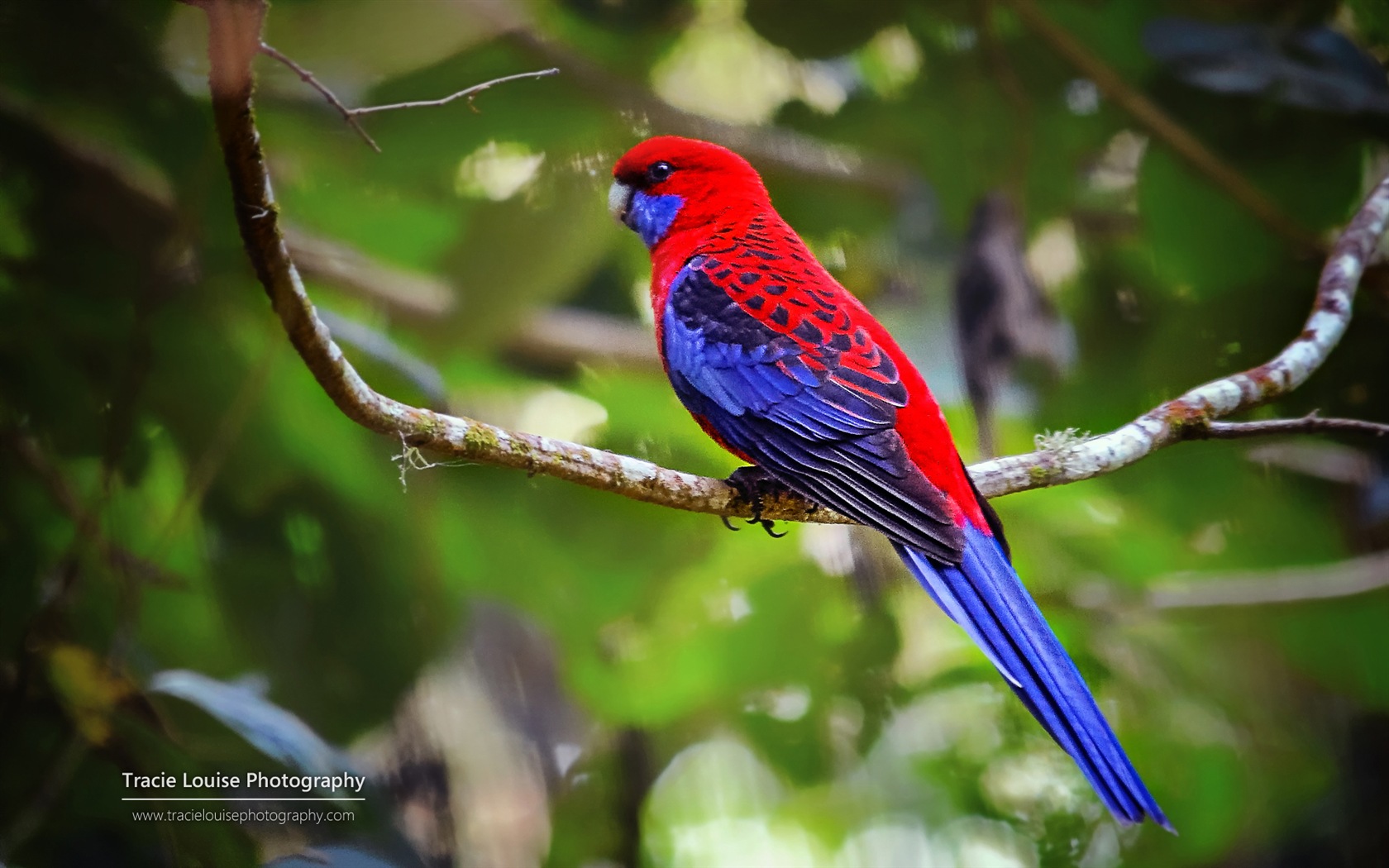 Oiseaux colorés, Windows 8 écran thème #8 - 1680x1050