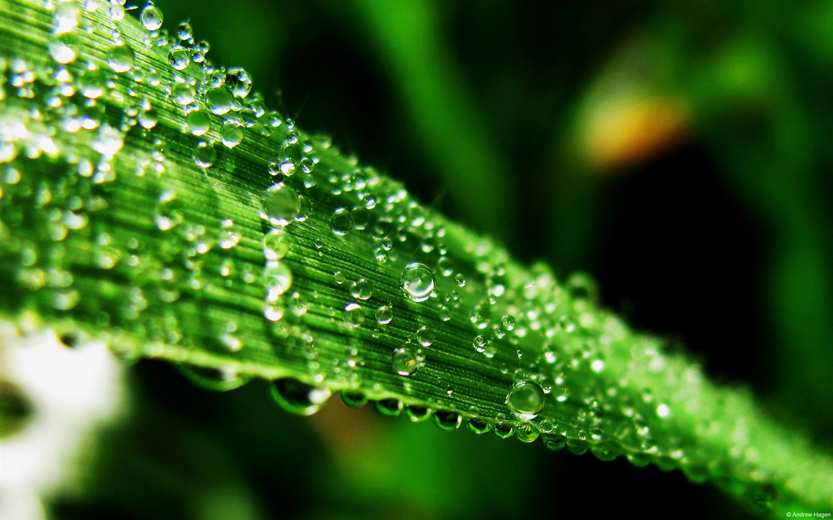 Water, the source of life, Windows 8 theme HD wallpapers #1 - 1680x1050