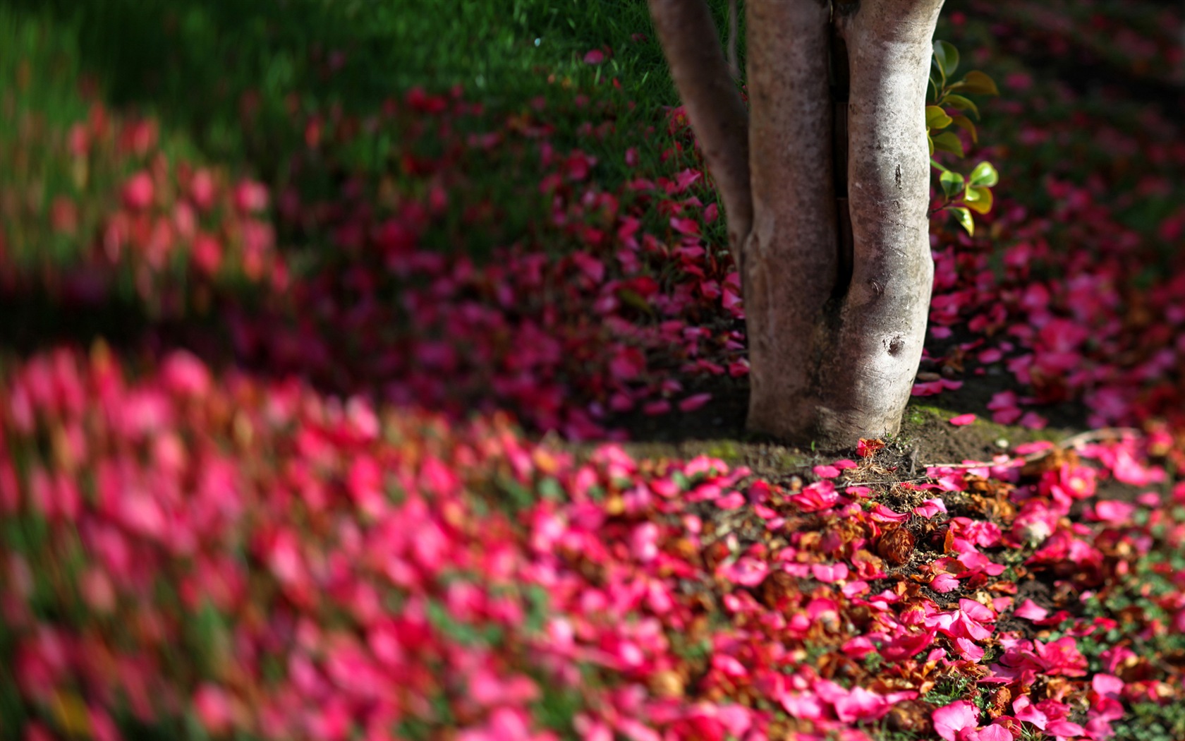 꽃은 땅에 아름다운의 HD 배경 화면 가을 #7 - 1680x1050
