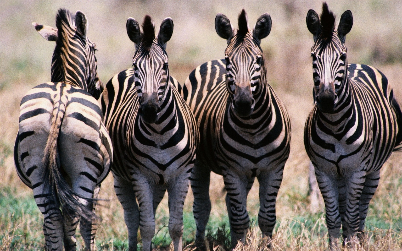 Black and white striped animal, zebra HD wallpapers #5 - 1680x1050