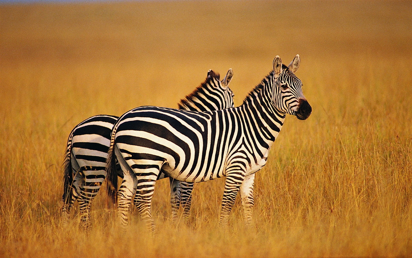 Black and white striped animal, zebra HD wallpapers #7 - 1680x1050