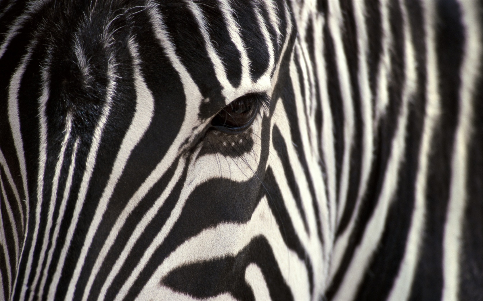 검은 색과 흰색 줄무늬 동물, 얼룩말의 HD 배경 화면 #17 - 1680x1050