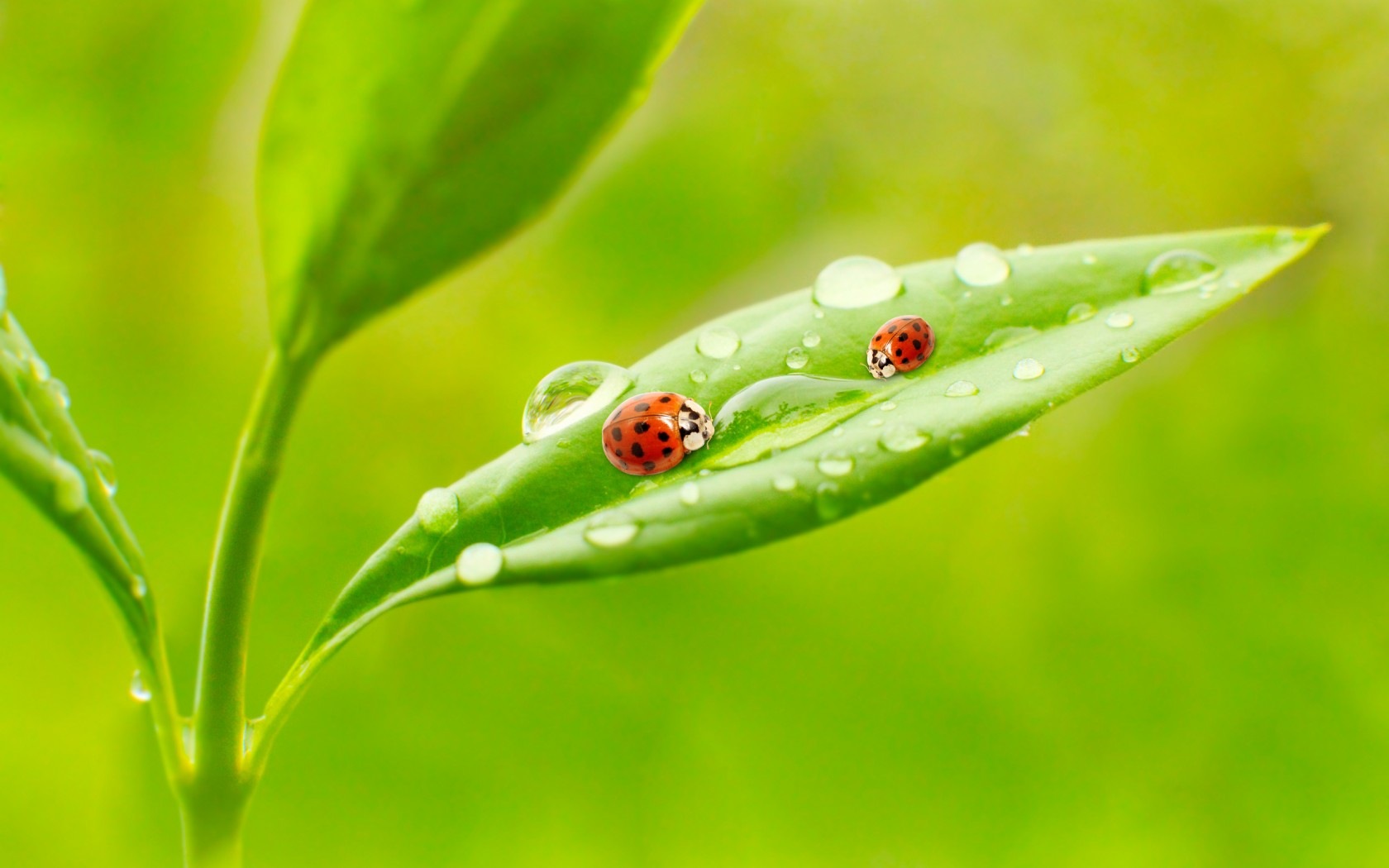 Plant leaves with dew HD wallpapers #9 - 1680x1050