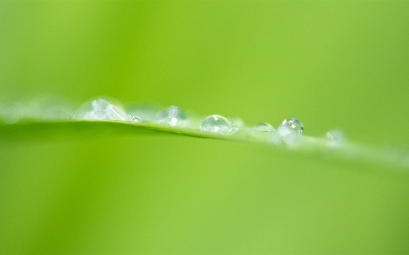 Plant leaves with dew HD wallpapers #20 - 1680x1050