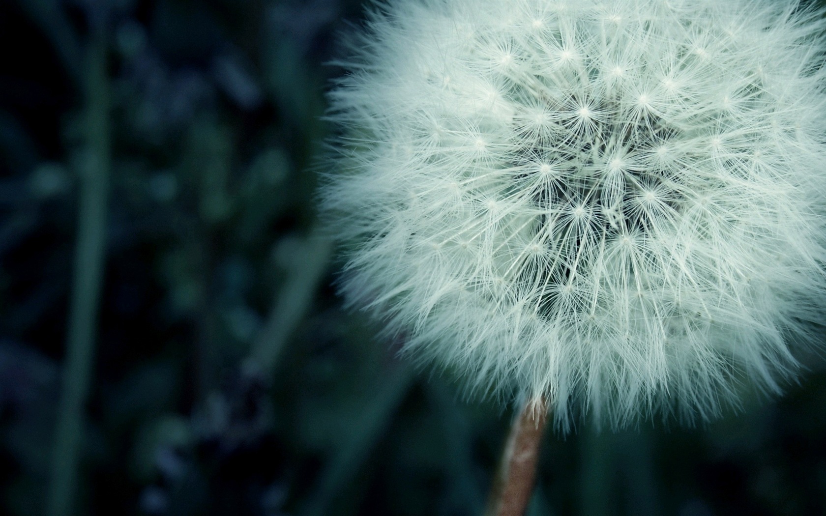 Beautiful plants close-up, dandelion HD wallpapers #11 - 1680x1050