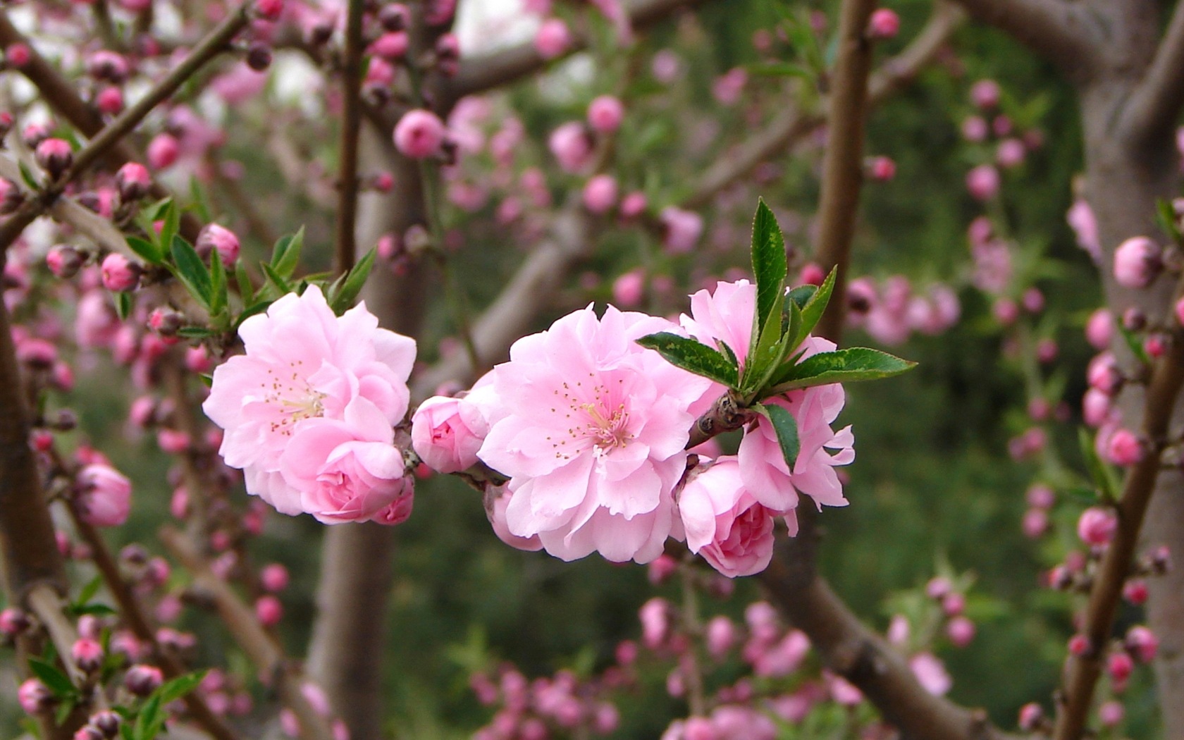 Pink peach flowers HD wallpaper #5 - 1680x1050