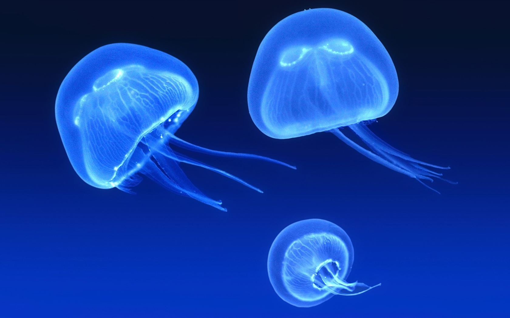 Windows 8 тема обоев, медузы #9 - 1680x1050