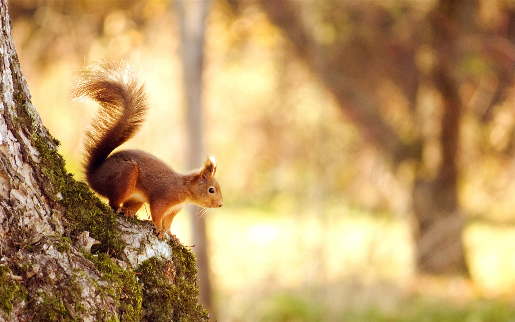 Tier close-up, niedlichen Eichhörnchen HD Wallpaper #4 - 1680x1050