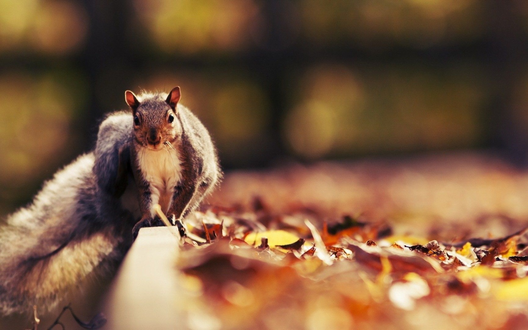 Animal close-up, cute squirrel HD wallpapers #20 - 1680x1050