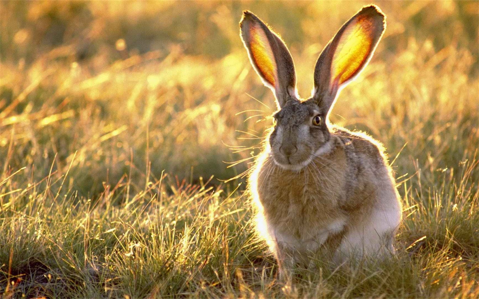모피 동물, 귀여운 토끼의 HD 배경 화면 #5 - 1680x1050