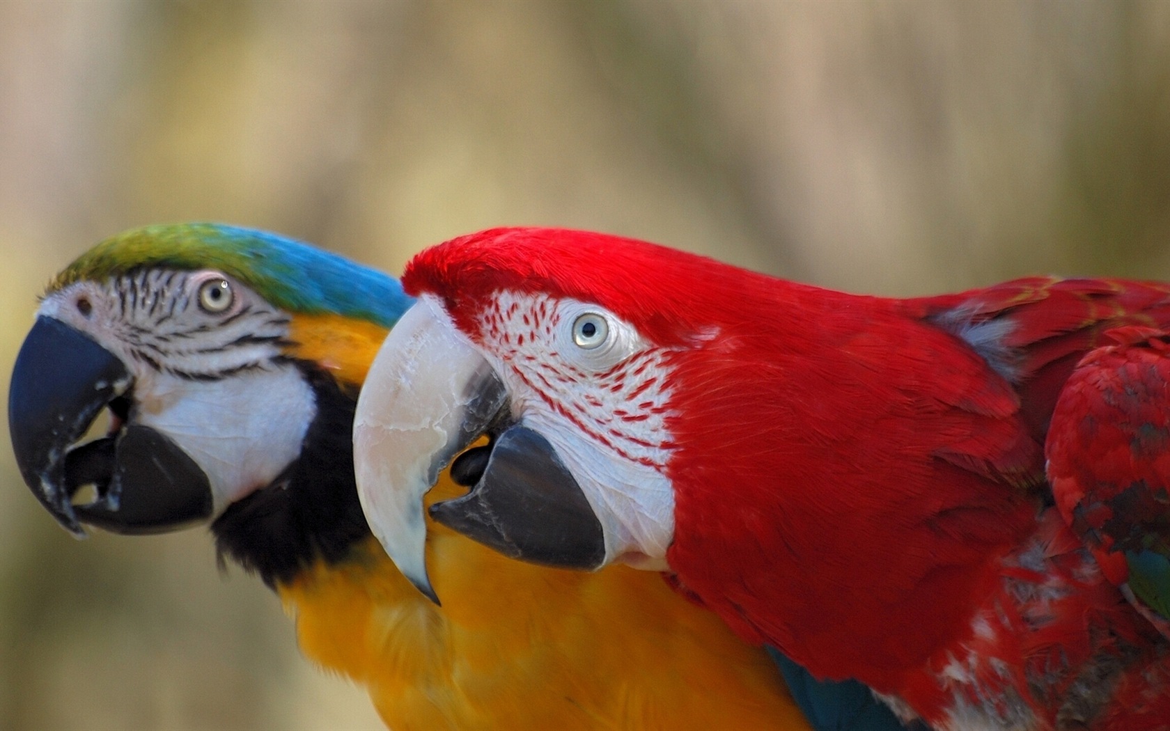 Macaw Nahaufnahme HD Wallpaper #6 - 1680x1050