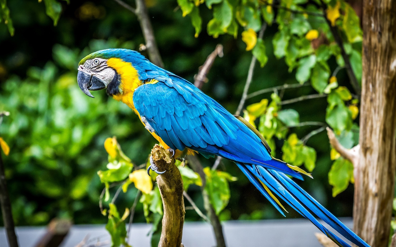 Macaw close-up HD wallpapers #12 - 1680x1050