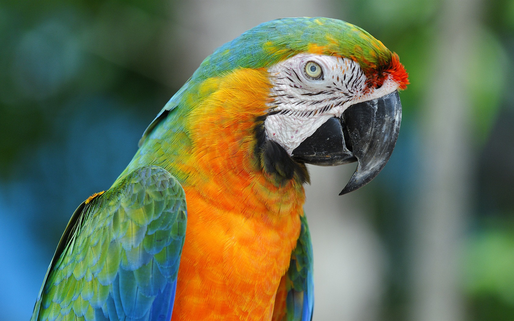 Macaw close-up fonds d'écran HD #21 - 1680x1050