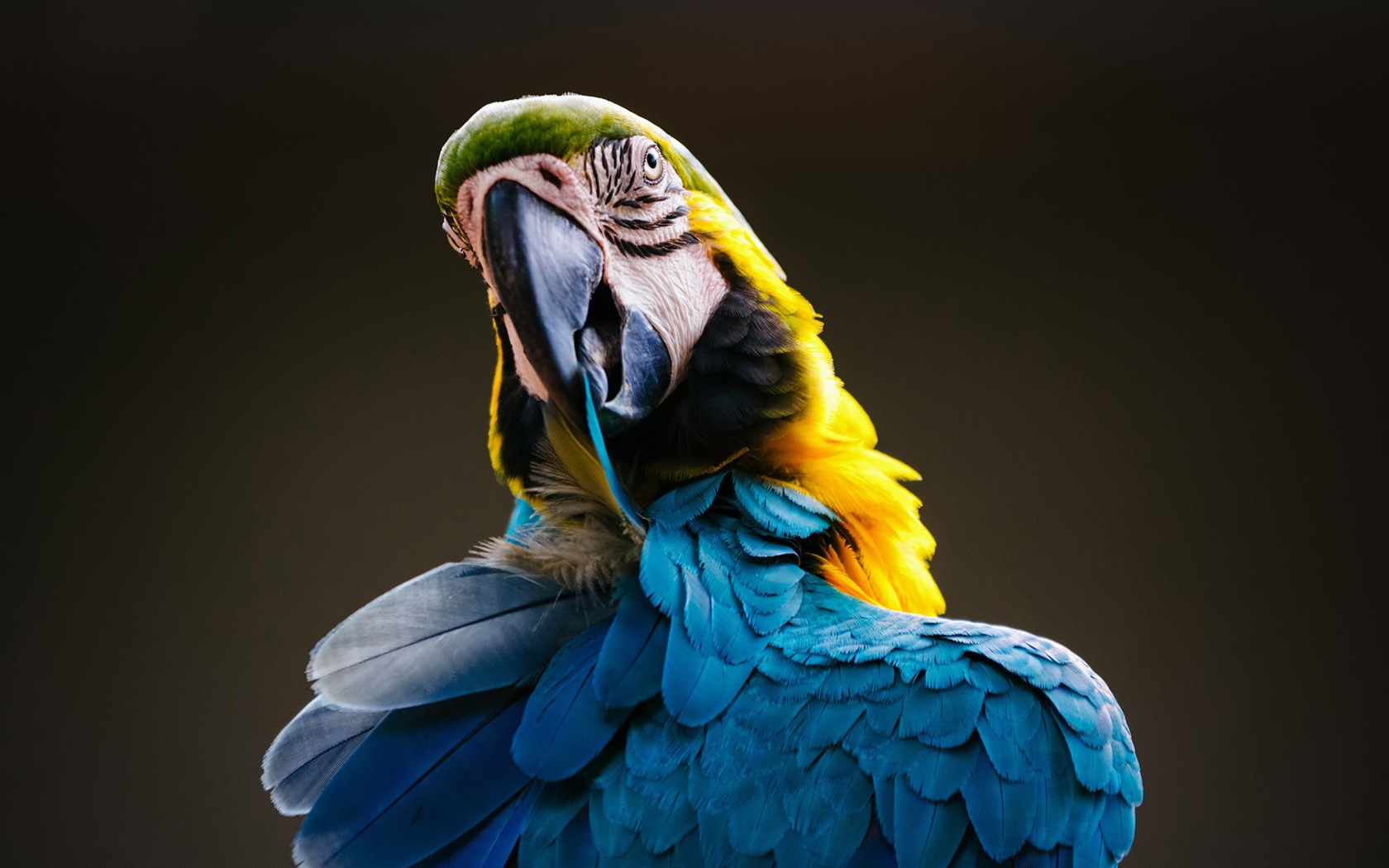 Macaw close-up HD wallpapers #2 - 1680x1050