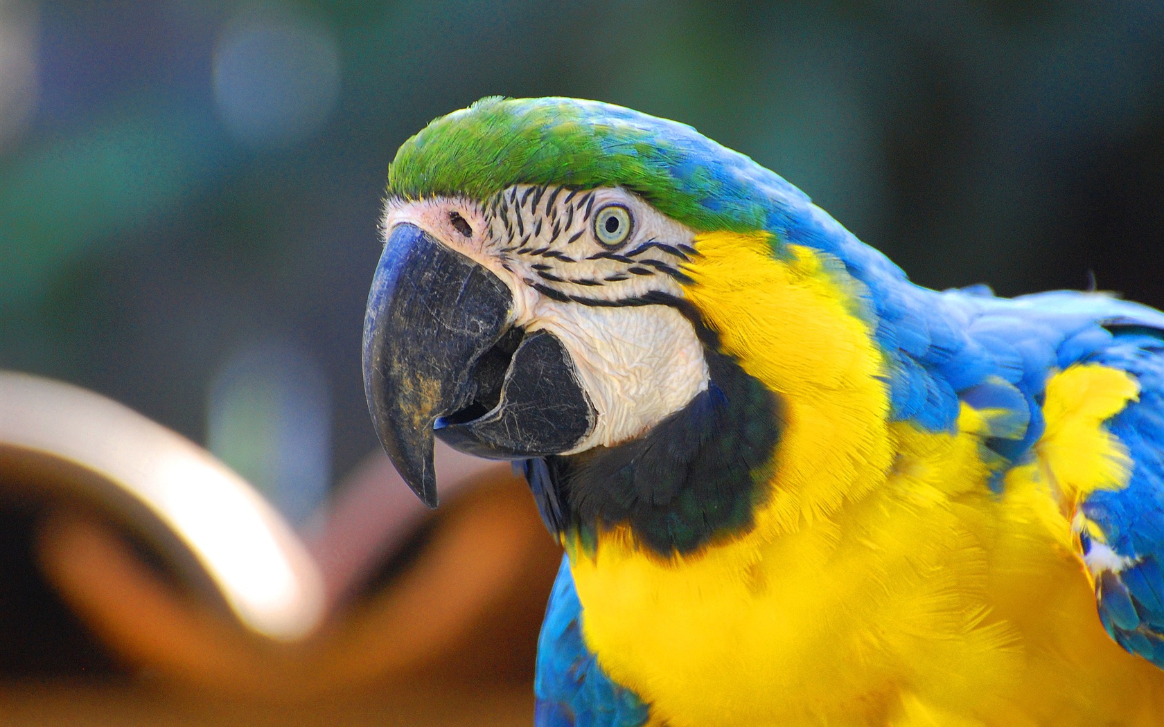 Macaw close-up HD wallpapers #3 - 1680x1050