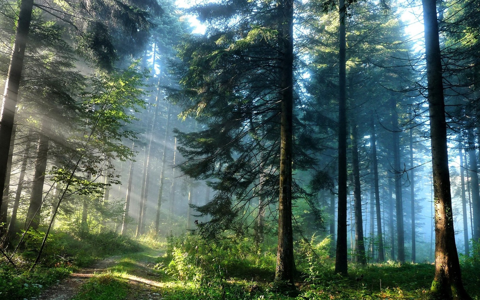윈도우 8 테마 숲 풍경의 HD 월페이퍼 #1 - 1680x1050