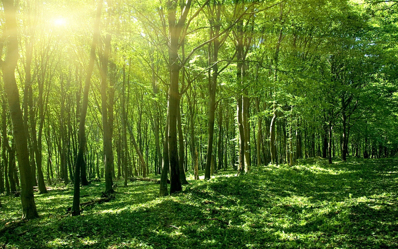 Windows 8 theme forest scenery HD wallpapers #3 - 1680x1050