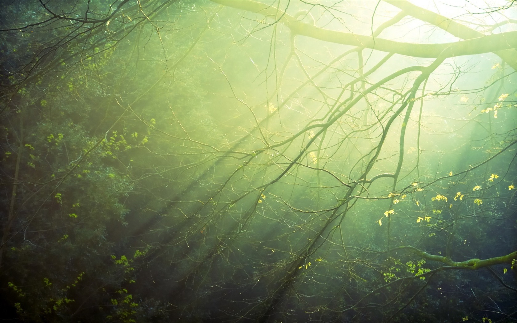 윈도우 8 테마 숲 풍경의 HD 월페이퍼 #6 - 1680x1050