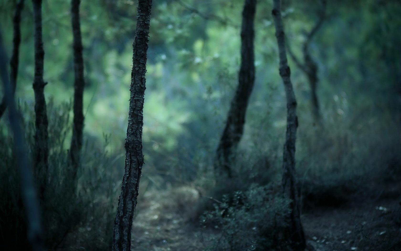 윈도우 8 테마 숲 풍경의 HD 월페이퍼 #7 - 1680x1050