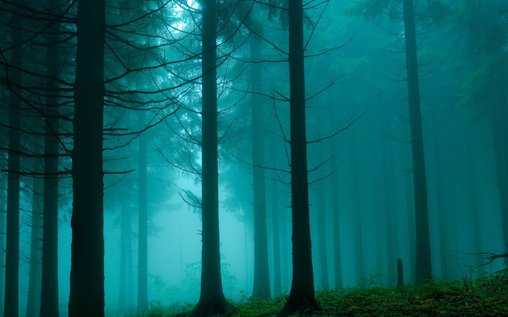 윈도우 8 테마 숲 풍경의 HD 월페이퍼 #8 - 1680x1050