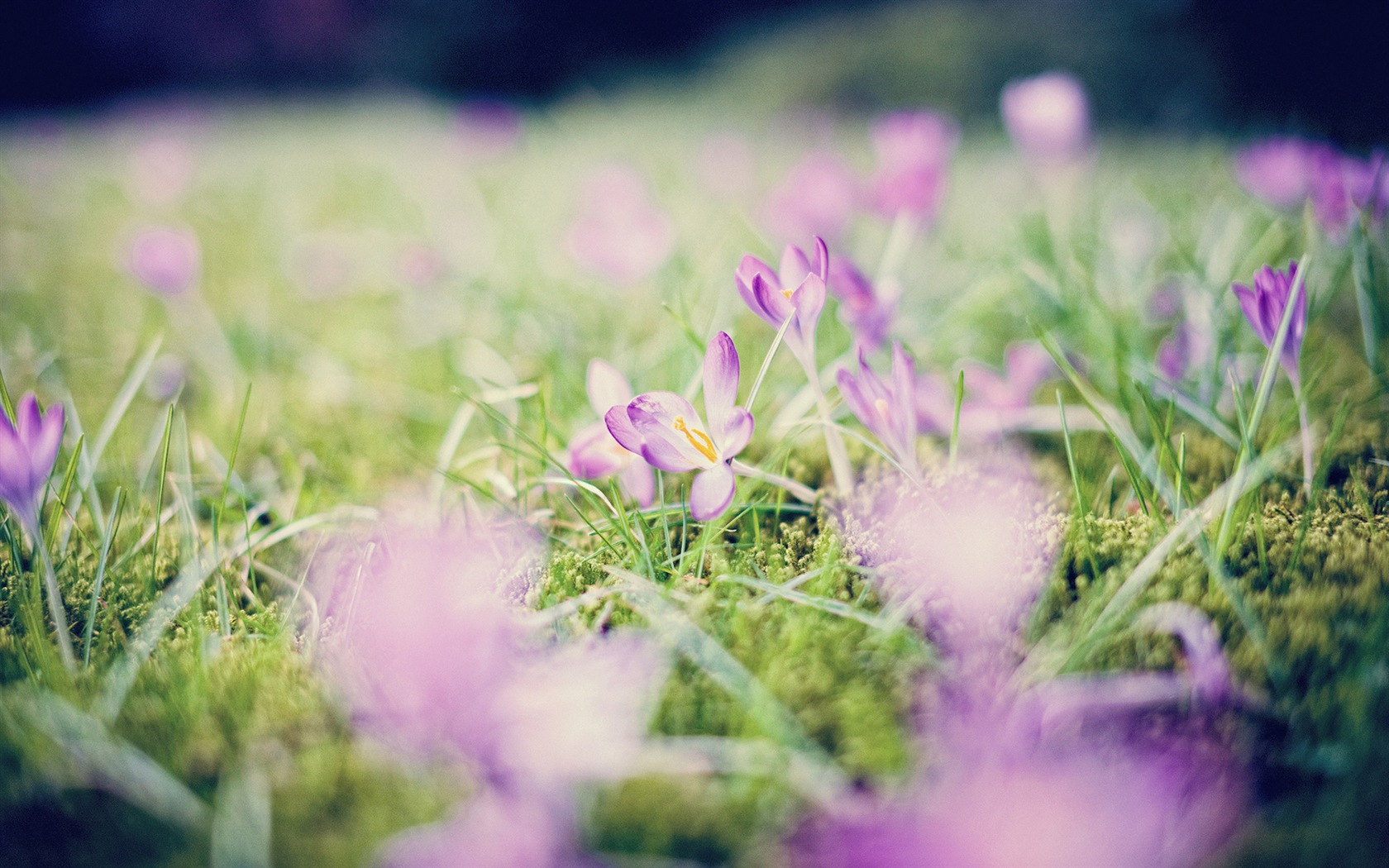 Jarní květiny kvetou HD Tapety na plochu #14 - 1680x1050
