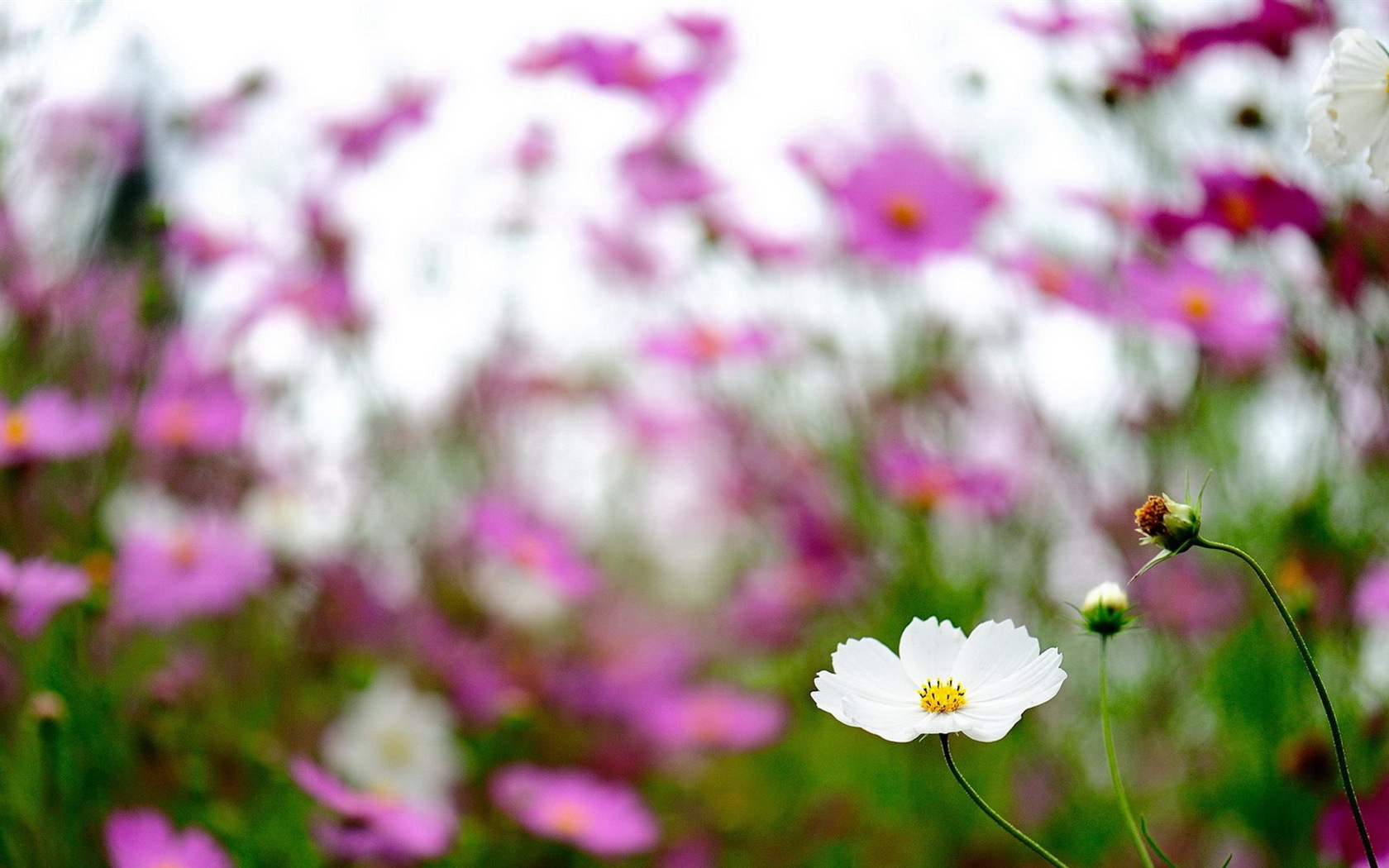 Jarní květiny kvetou HD Tapety na plochu #19 - 1680x1050