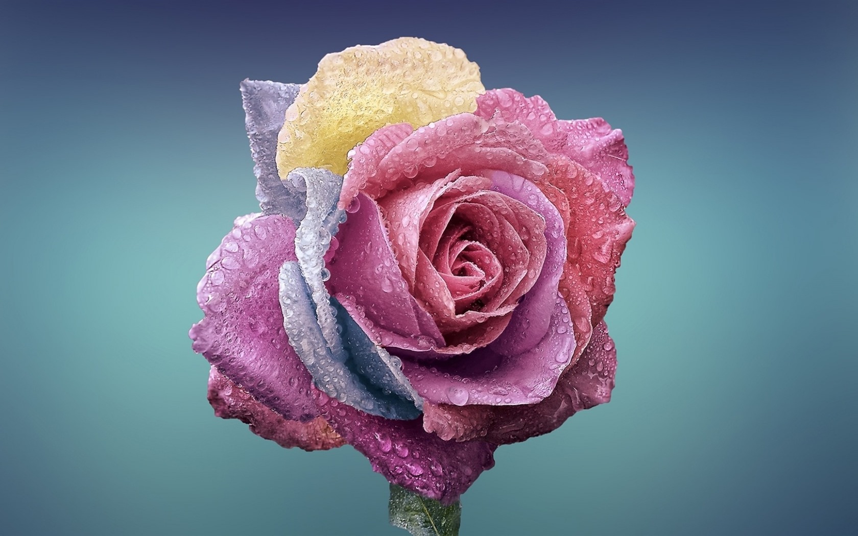 Beautiful flowers with dew HD wallpapers #13 - 1680x1050