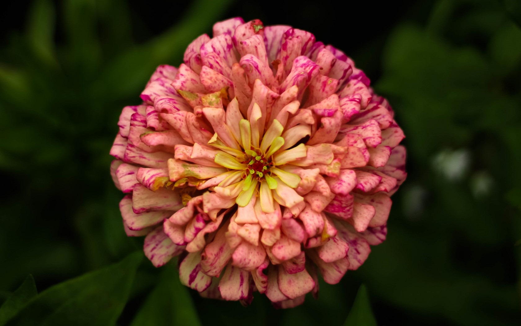 Schöne Blumen mit Tau HD Hintergrundbilder #14 - 1680x1050