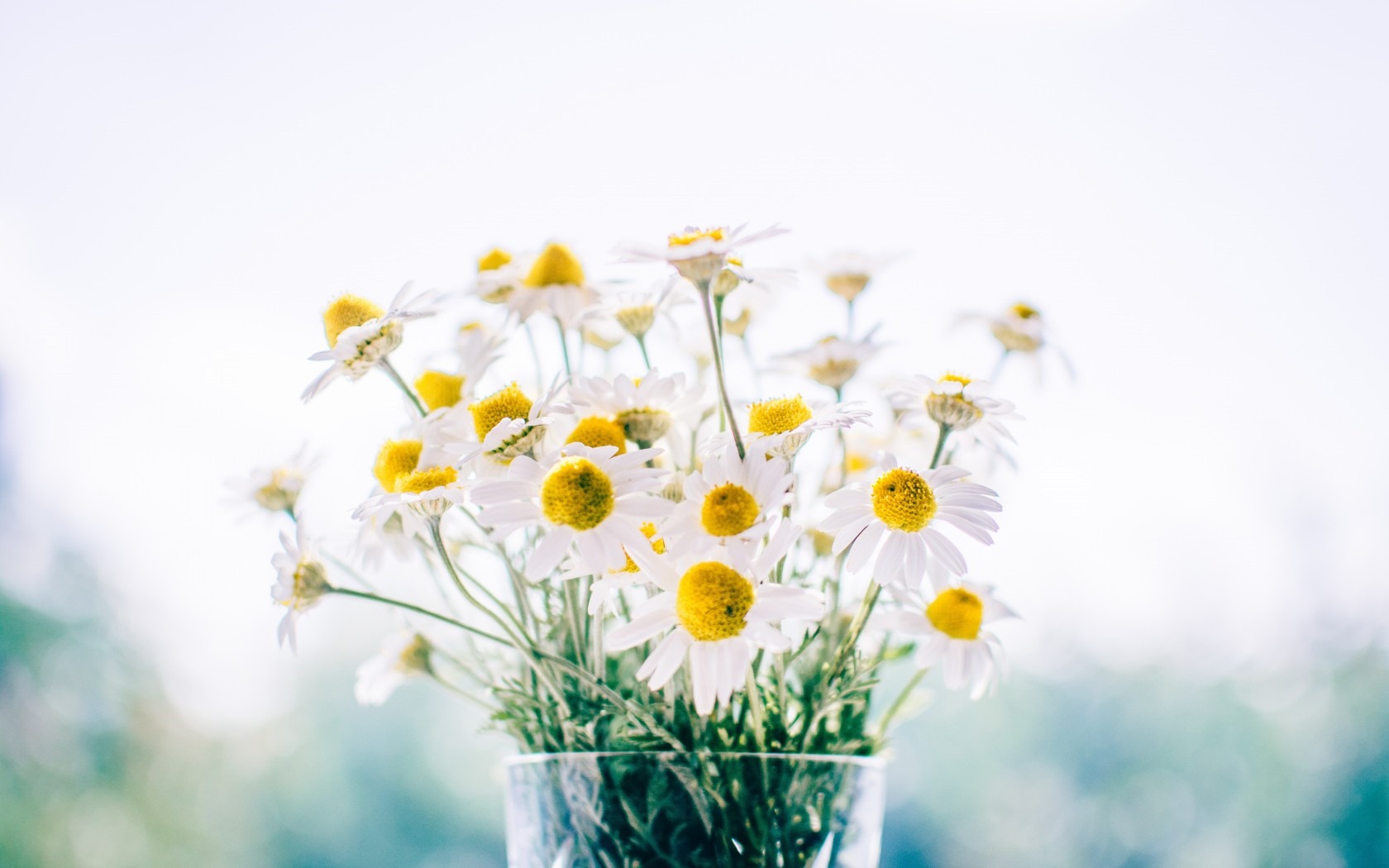 Schöne Blumen mit Tau HD Hintergrundbilder #15 - 1680x1050