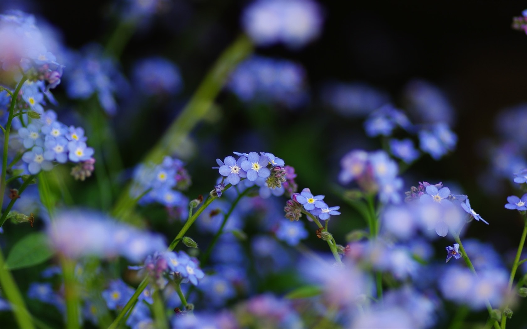 이슬의 HD 월페이퍼와 함께 아름 다운 꽃 #26 - 1680x1050