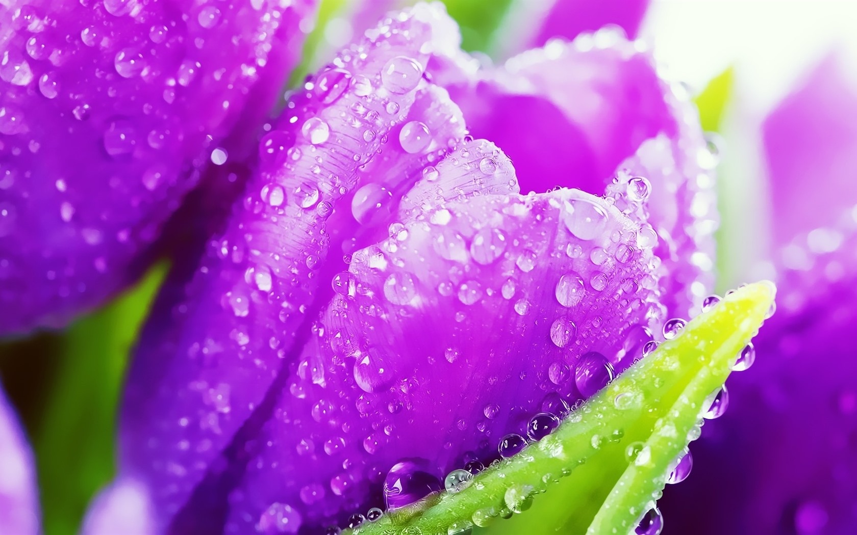 Beautiful flowers with dew HD wallpapers #34 - 1680x1050
