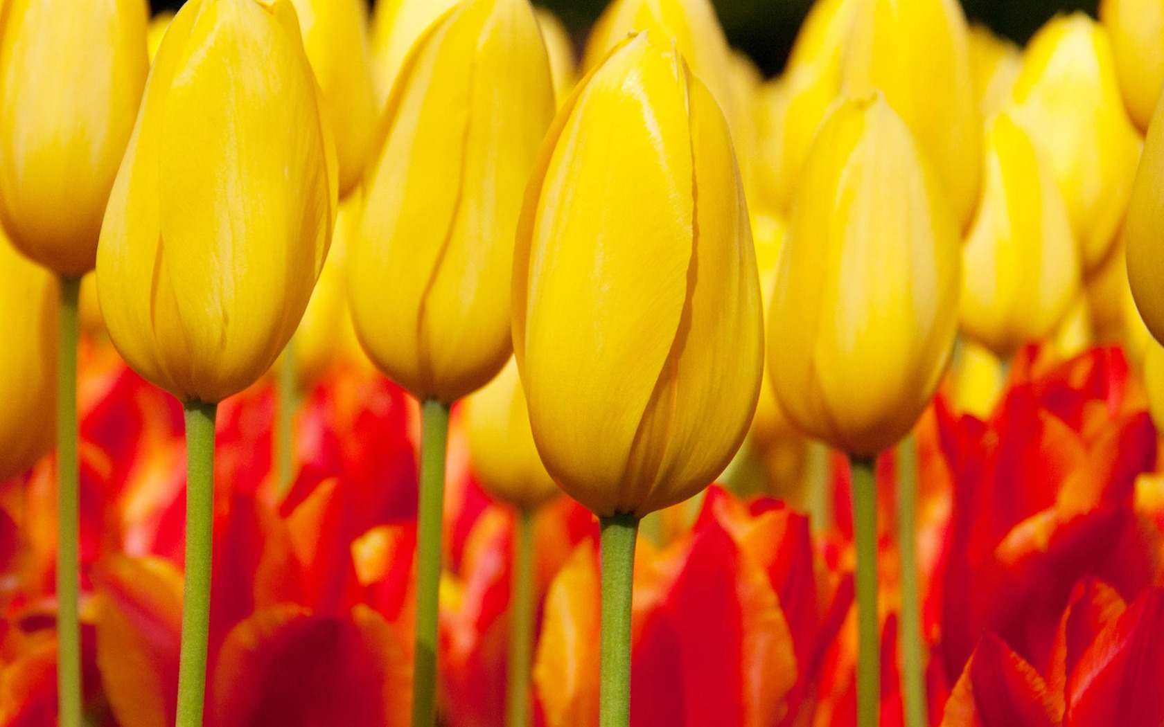 Čerstvé a barevné tulipány květinové HD tapety na plochu #4 - 1680x1050