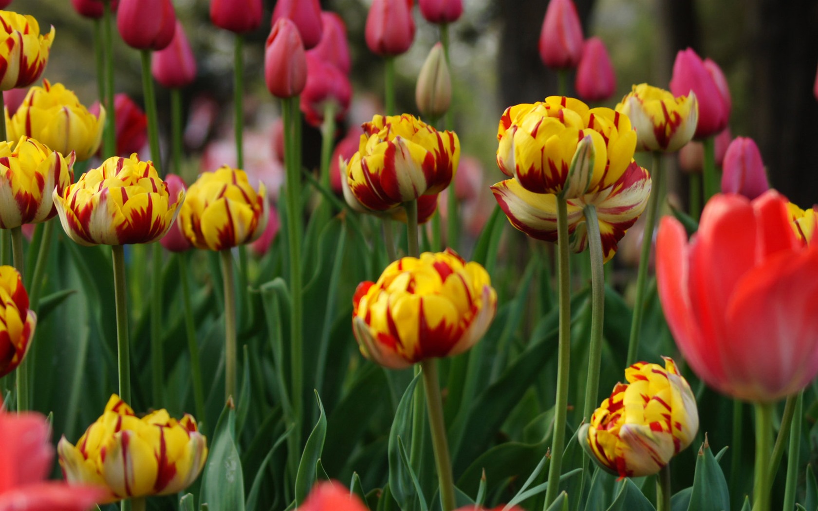 Fonds d'écran HD tulipes fleurs fraîches et colorées #7 - 1680x1050