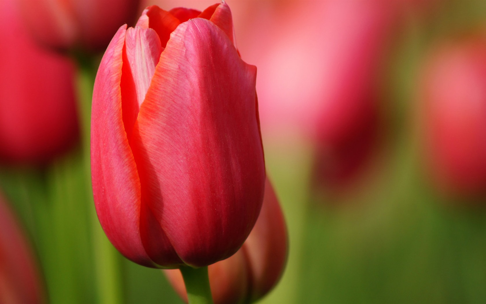 Fresh and colorful tulips flower HD wallpapers #8 - 1680x1050