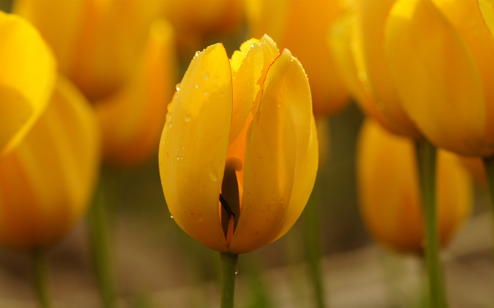 Fresh and colorful tulips flower HD wallpapers #10 - 1680x1050