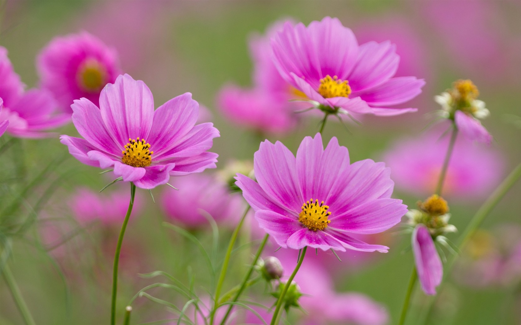 Gesang flowers desktop wallpapers #6 - 1680x1050