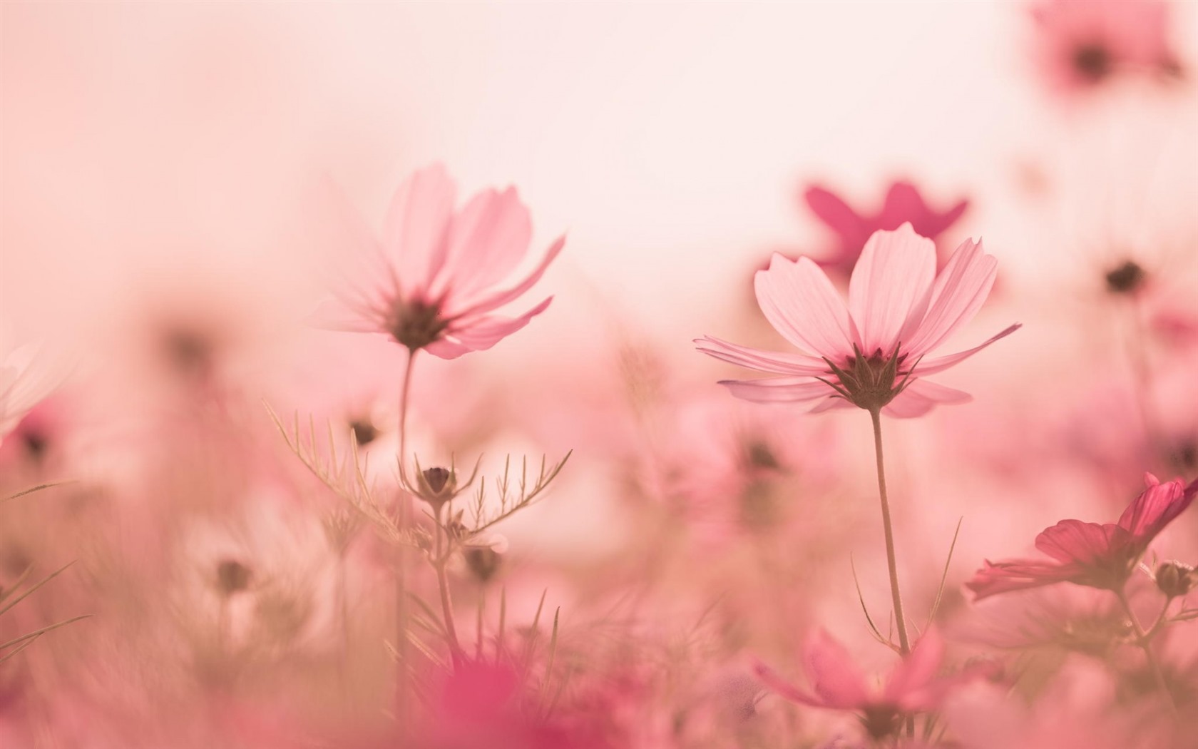 Gesang Blumen Hintergrundbilder #7 - 1680x1050