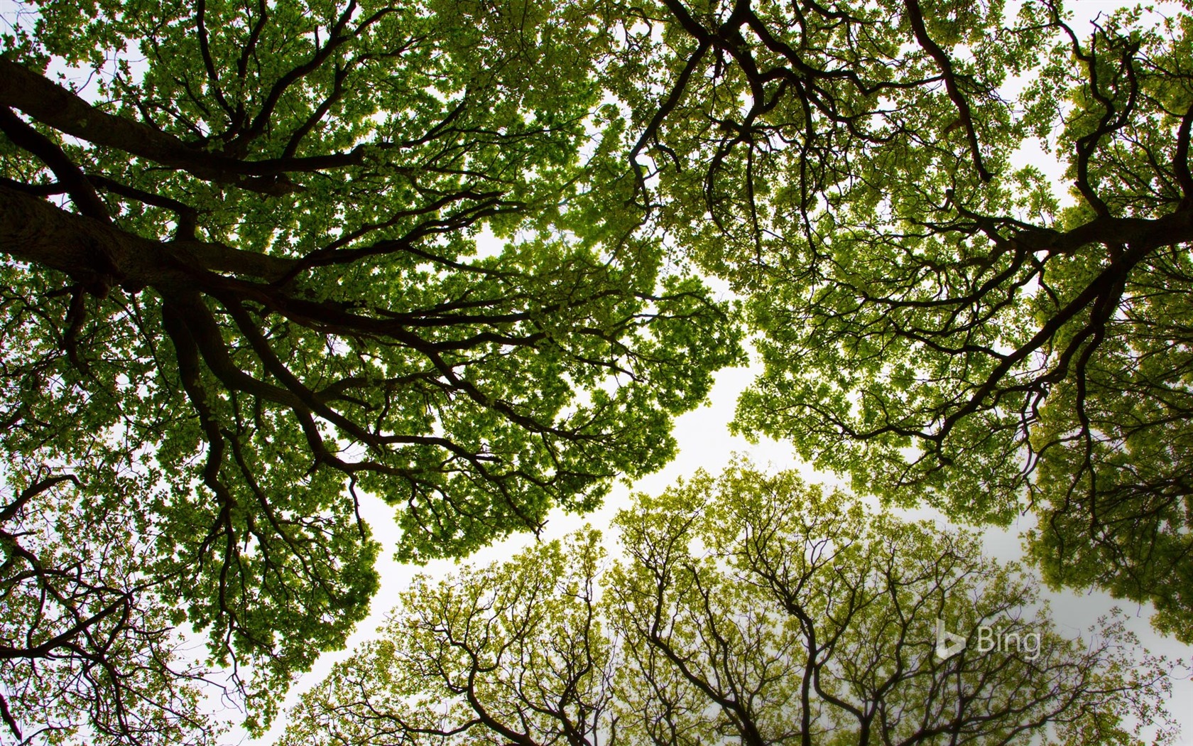 Abril de 2016 fondos de pantalla HD tema de Bing #29 - 1680x1050