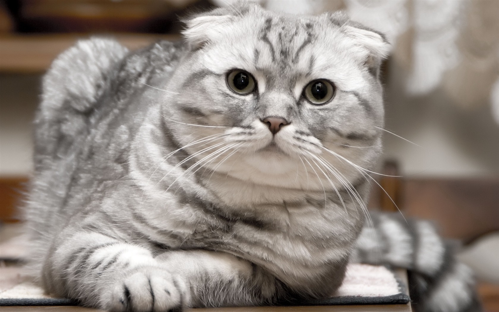 Cute pets, Scottish Fold cat HD wallpapers #14 - 1680x1050