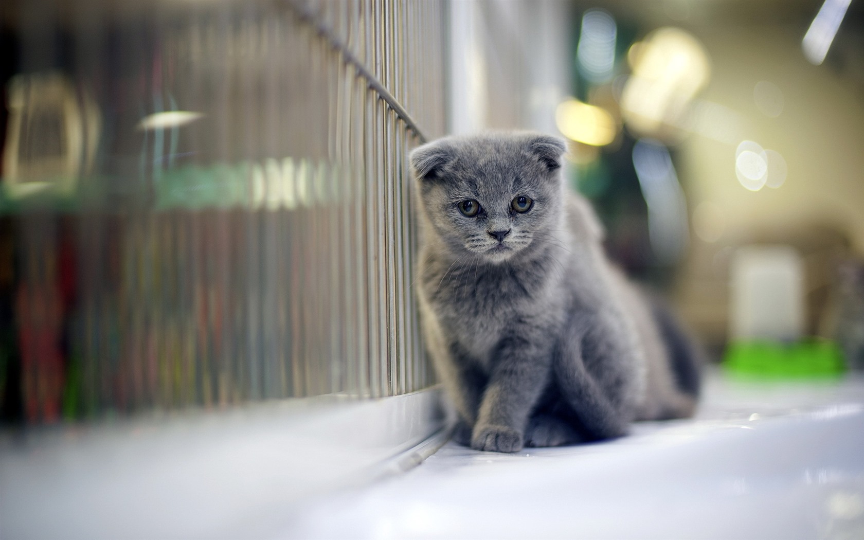 Roztomilé domácí zvířata, Scottish Fold kočka HD tapety na plochu #16 - 1680x1050