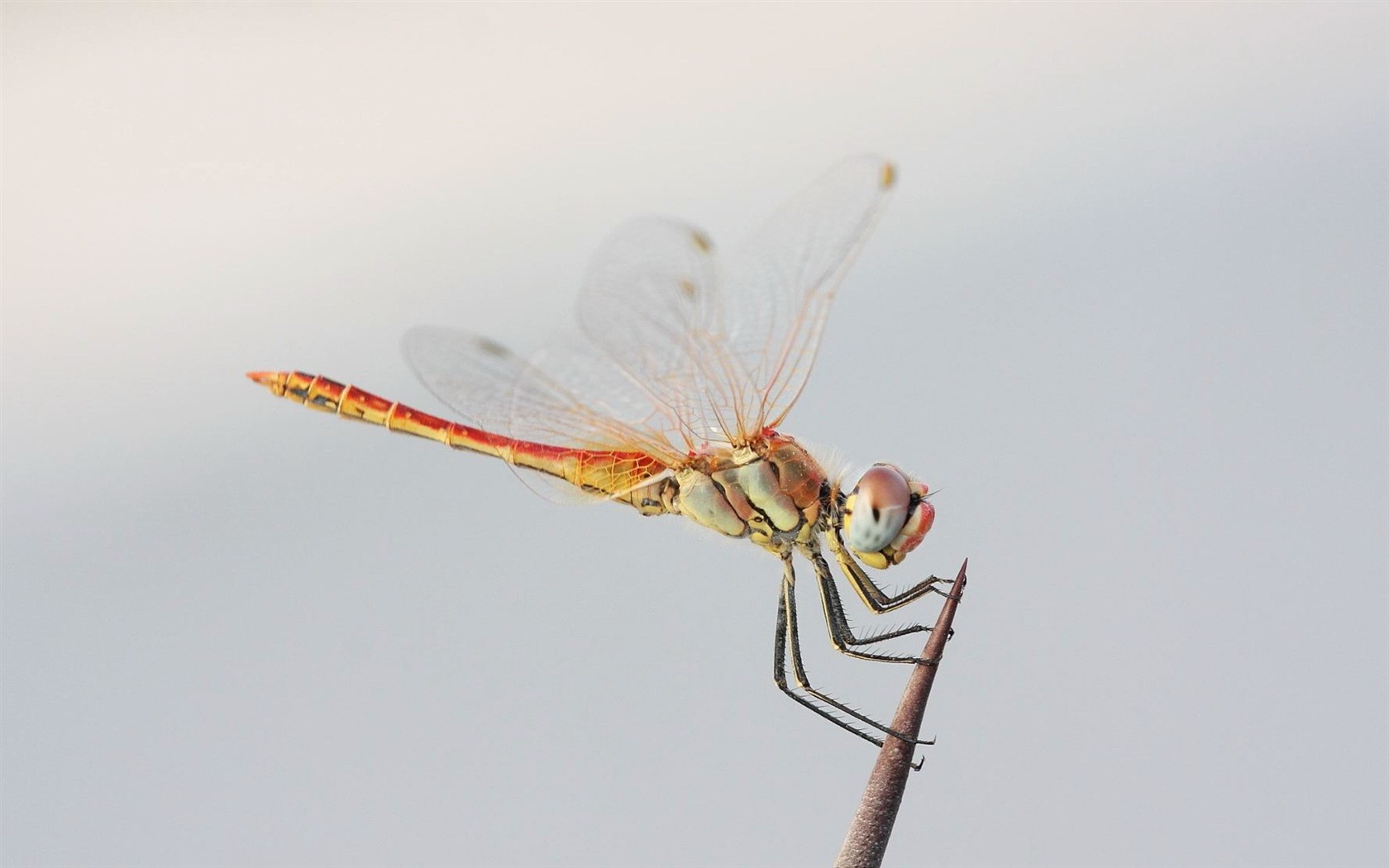 Insecte close-up, fonds d'écran HD libellule #6 - 1680x1050