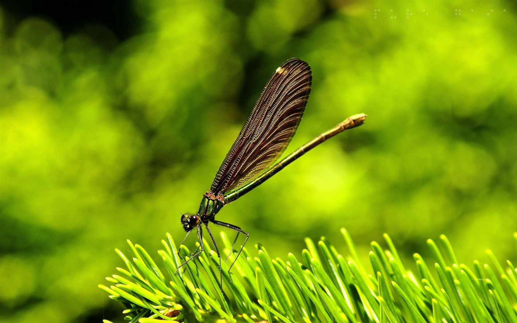 Insecte close-up, fonds d'écran HD libellule #23 - 1680x1050