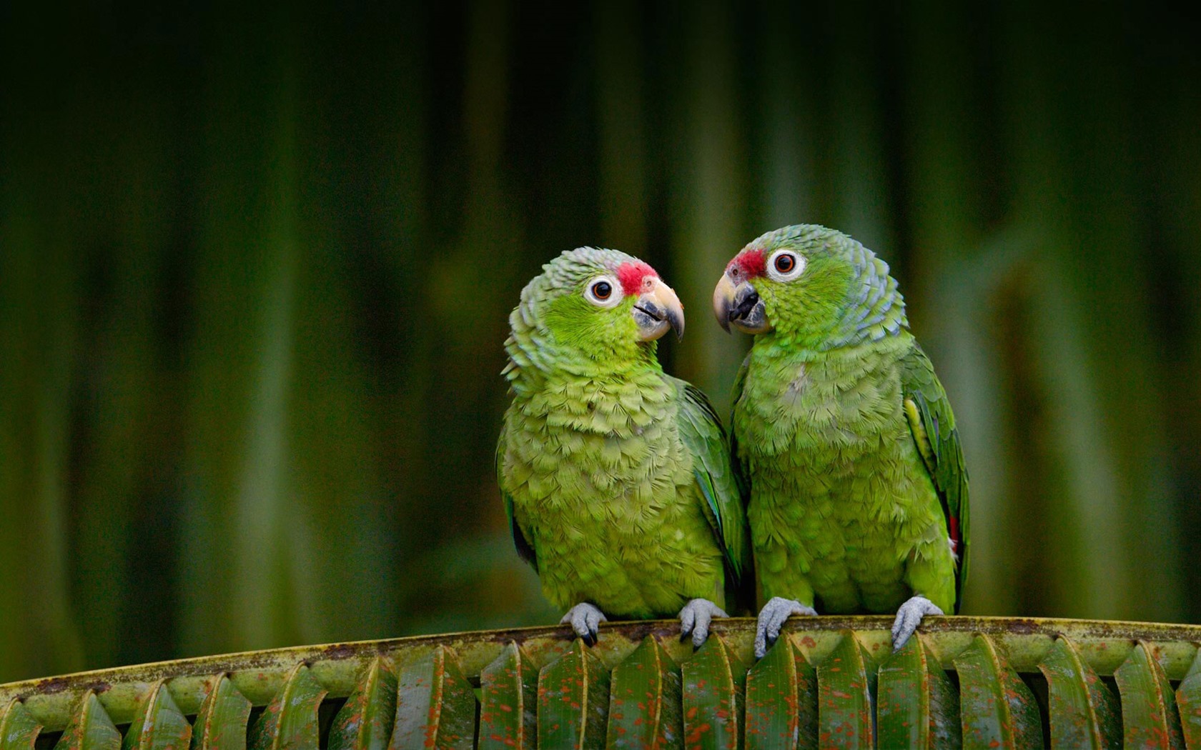 Septiembre de 2016 Bing tema HD fondos de pantalla (2) #3 - 1680x1050