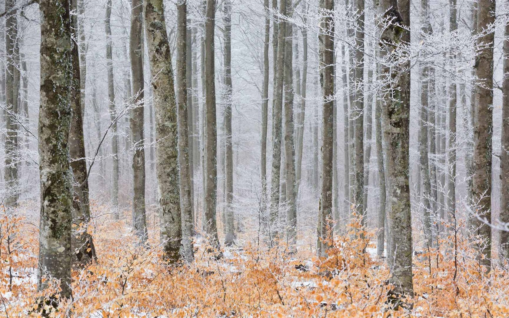 Février 2017 Thème Bing de fonds d'écran haute définition (1) #4 - 1680x1050