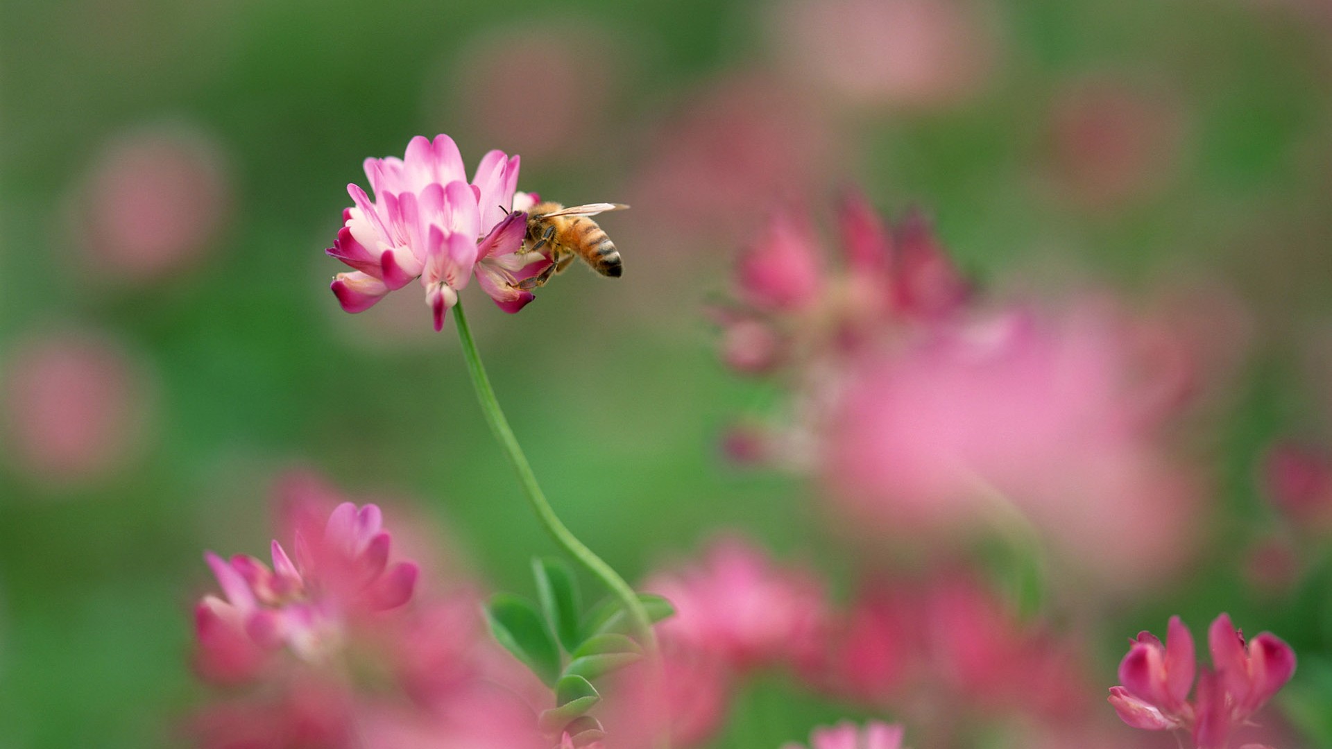 昆虫特写13,蜜蜂 - 1920x1080