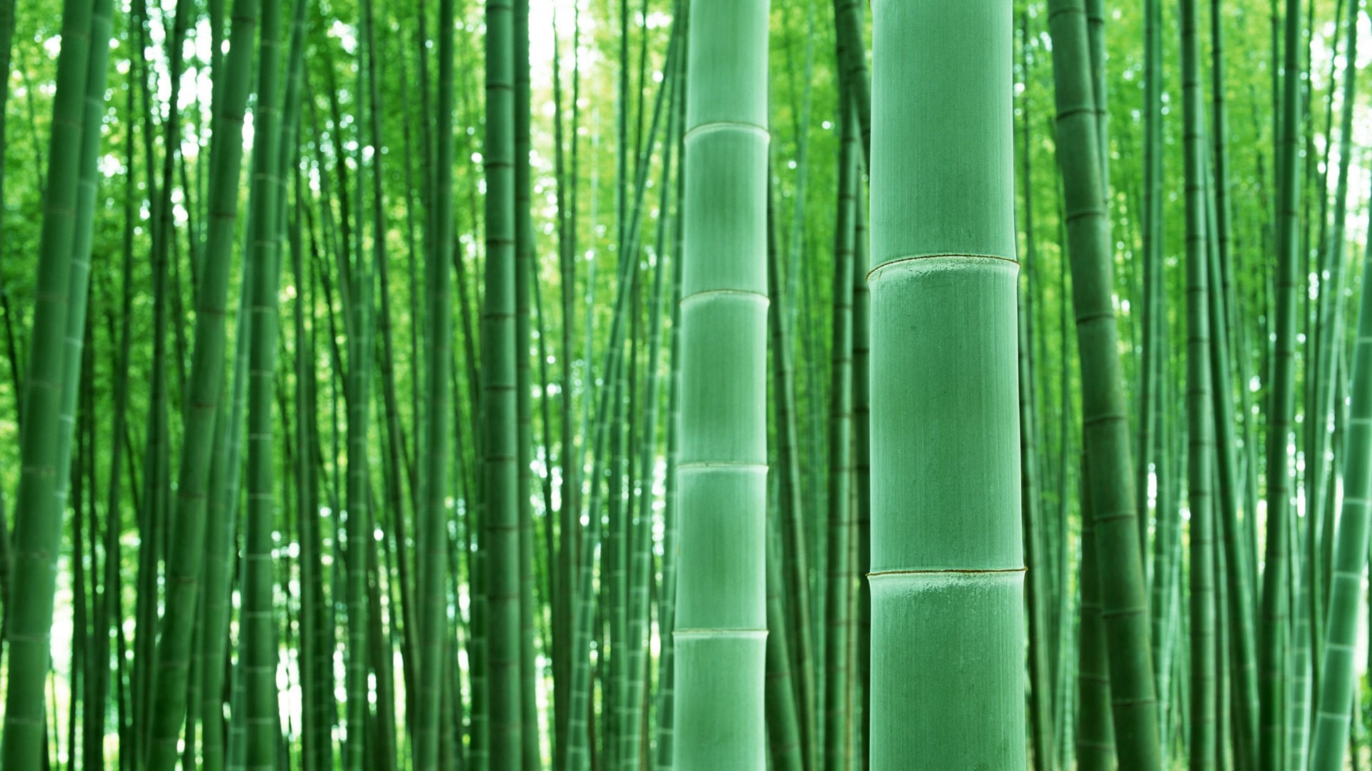 Papel tapiz verde de bambú #4 - 1920x1080