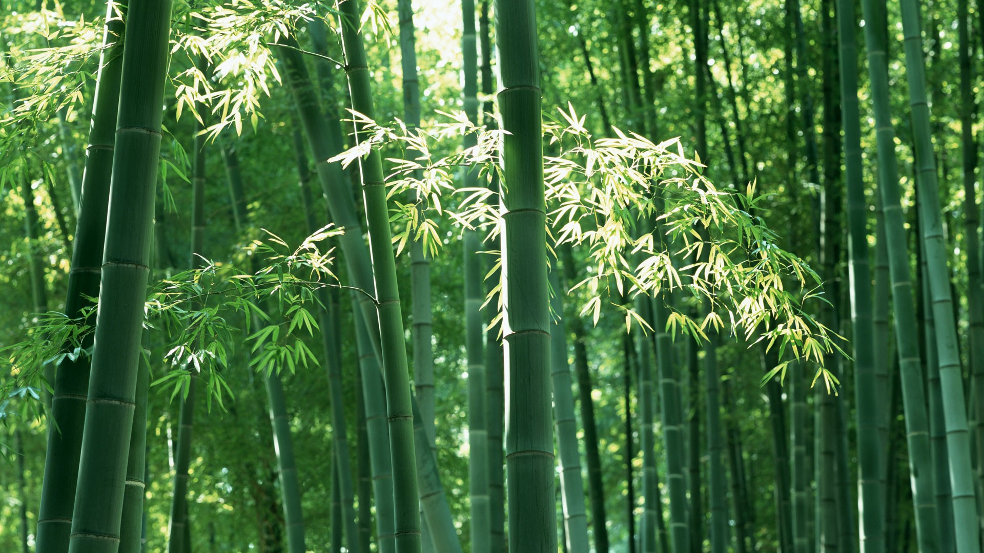 Papel tapiz verde de bambú #6 - 1920x1080