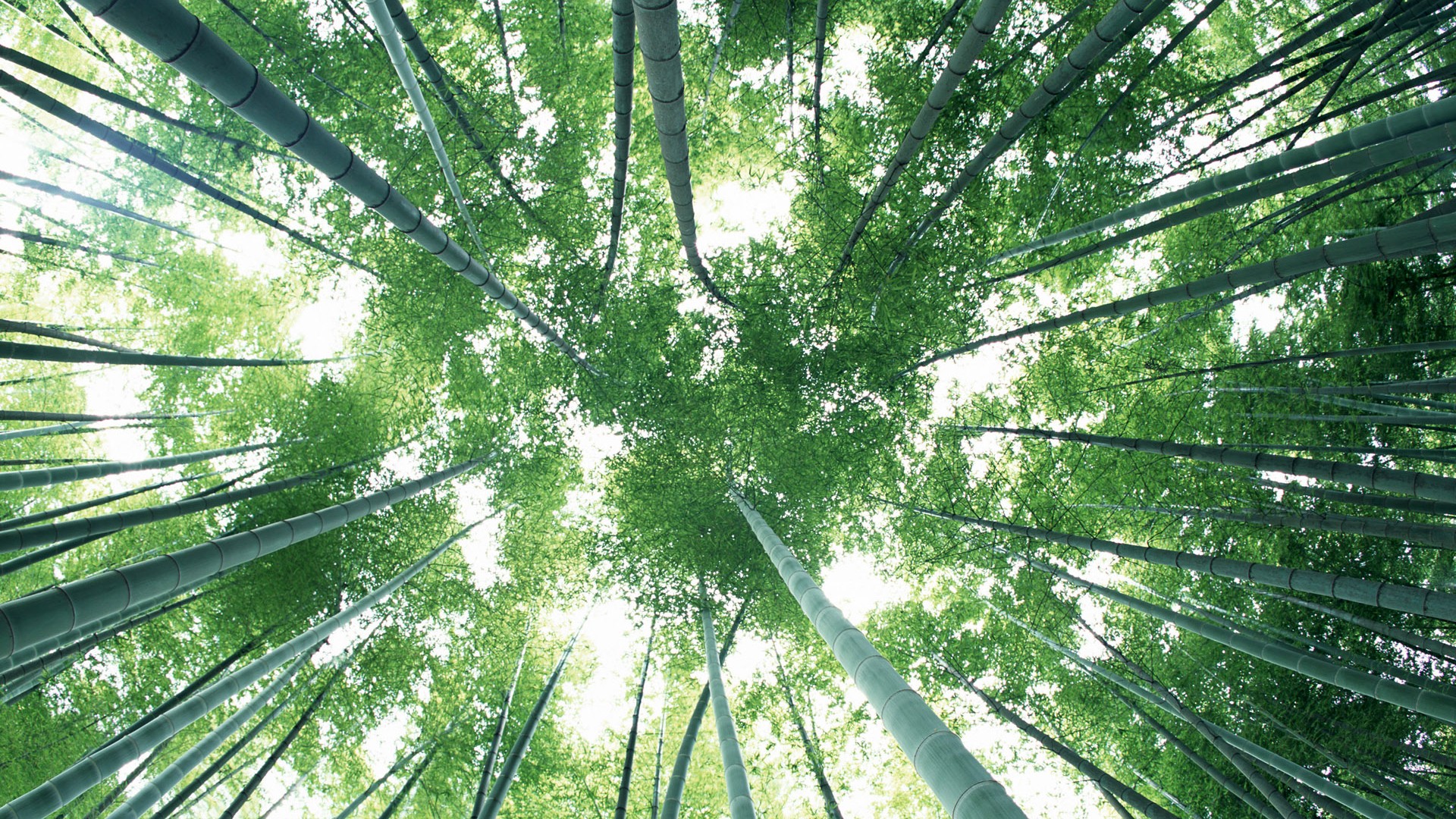 Papel tapiz verde de bambú #8 - 1920x1080