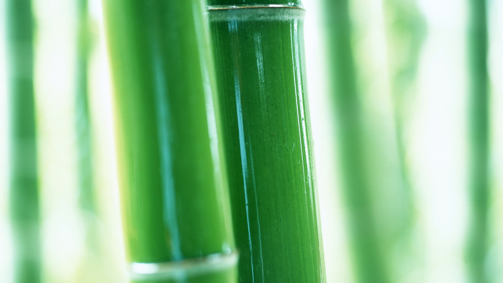 Papel tapiz verde de bambú #9 - 1920x1080